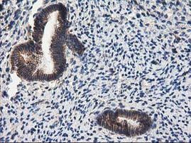 PON1 Antibody in Immunohistochemistry (Paraffin) (IHC (P))