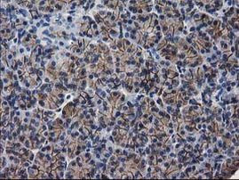 PON1 Antibody in Immunohistochemistry (Paraffin) (IHC (P))