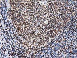 MEF2C Antibody in Immunohistochemistry (Paraffin) (IHC (P))