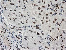 MEF2C Antibody in Immunohistochemistry (Paraffin) (IHC (P))