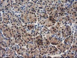 MEF2C Antibody in Immunohistochemistry (Paraffin) (IHC (P))