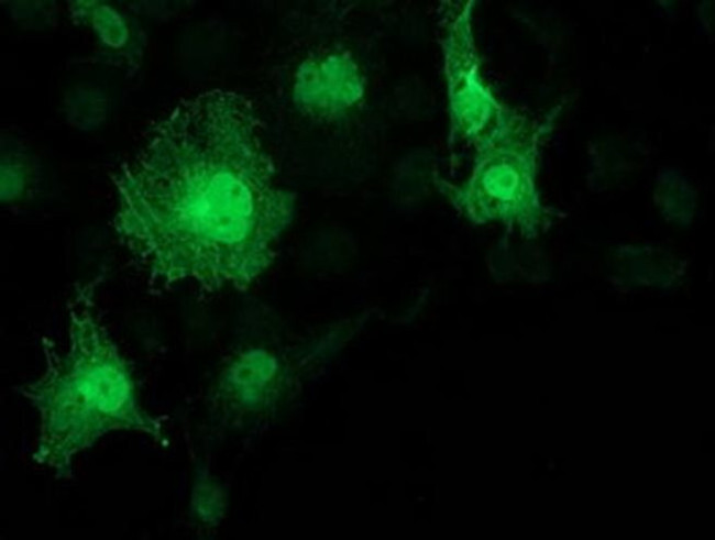 KCTD14 Antibody in Immunocytochemistry (ICC/IF)