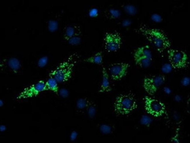 NDUFA7 Antibody in Immunocytochemistry (ICC/IF)