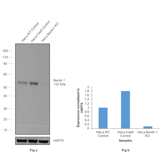 Beclin 1 Antibody in Western Blot (WB)