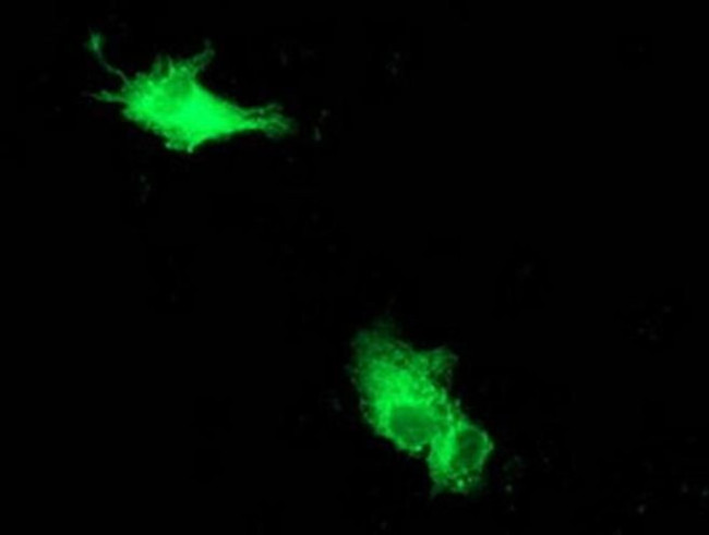 Beclin 1 Antibody in Immunocytochemistry (ICC/IF)