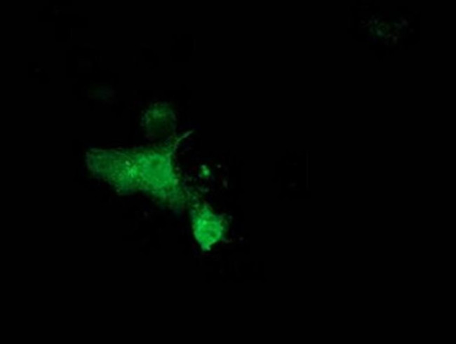 MGRN1 Antibody in Immunocytochemistry (ICC/IF)