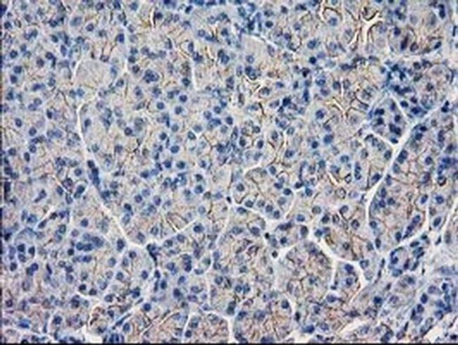 GUK1 Antibody in Immunohistochemistry (Paraffin) (IHC (P))