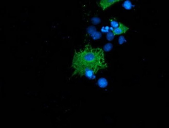 LNK Antibody in Immunocytochemistry (ICC/IF)