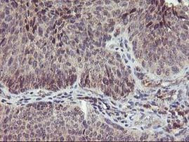 PNMT Antibody in Immunohistochemistry (Paraffin) (IHC (P))