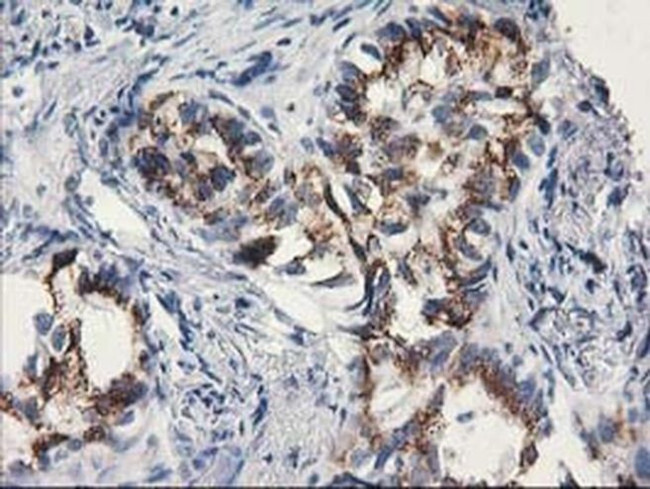 Monoacylglycerol Lipase Antibody in Immunohistochemistry (Paraffin) (IHC (P))