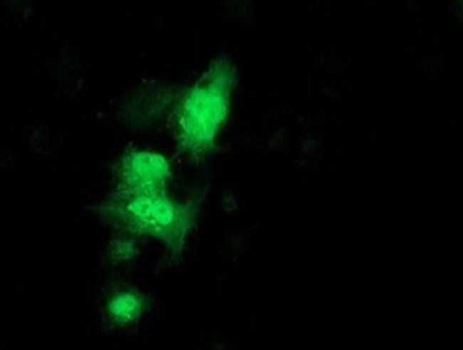 C1orf50 Antibody in Immunocytochemistry (ICC/IF)