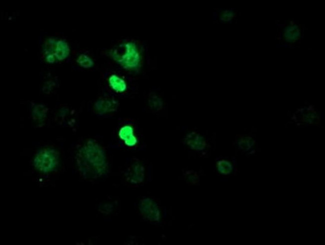 CRY2 Antibody in Immunocytochemistry (ICC/IF)