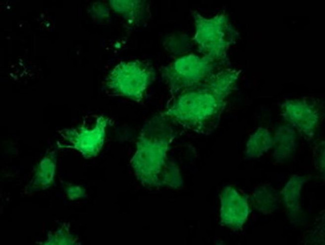 C1orf50 Antibody in Immunocytochemistry (ICC/IF)