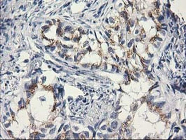 C1orf50 Antibody in Immunohistochemistry (Paraffin) (IHC (P))