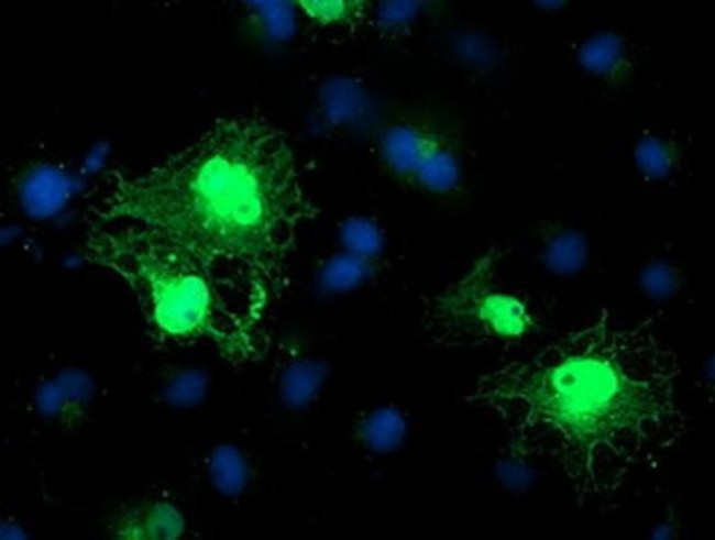 C1orf50 Antibody in Immunocytochemistry (ICC/IF)