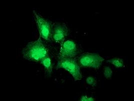 NEU2 Antibody in Immunocytochemistry (ICC/IF)