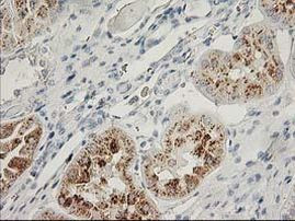 FGF21 Antibody in Immunohistochemistry (Paraffin) (IHC (P))