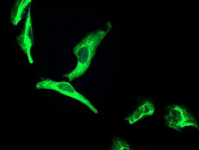 OSGEP Antibody in Immunocytochemistry (ICC/IF)