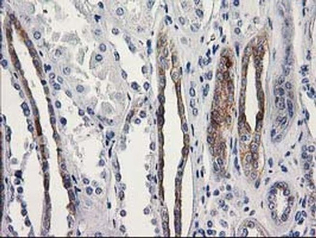 OSGEP Antibody in Immunohistochemistry (Paraffin) (IHC (P))