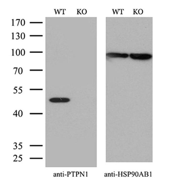 PTP1B Antibody in Western Blot (WB)