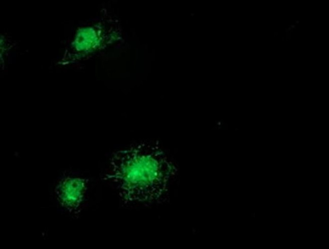 ITFG2 Antibody in Immunocytochemistry (ICC/IF)