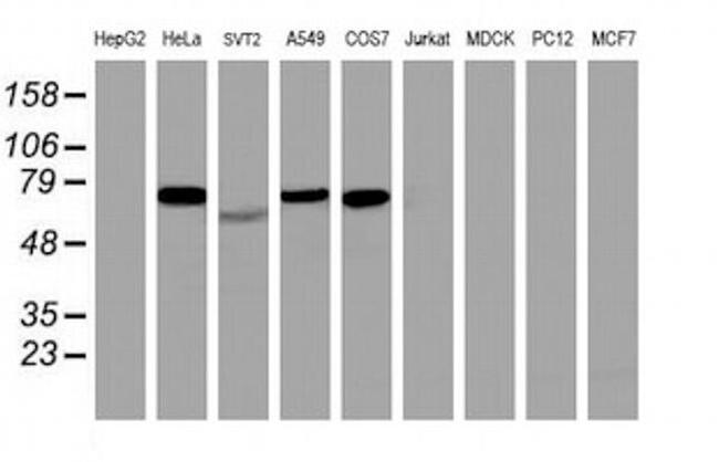 ITFG2 Antibody in Western Blot (WB)