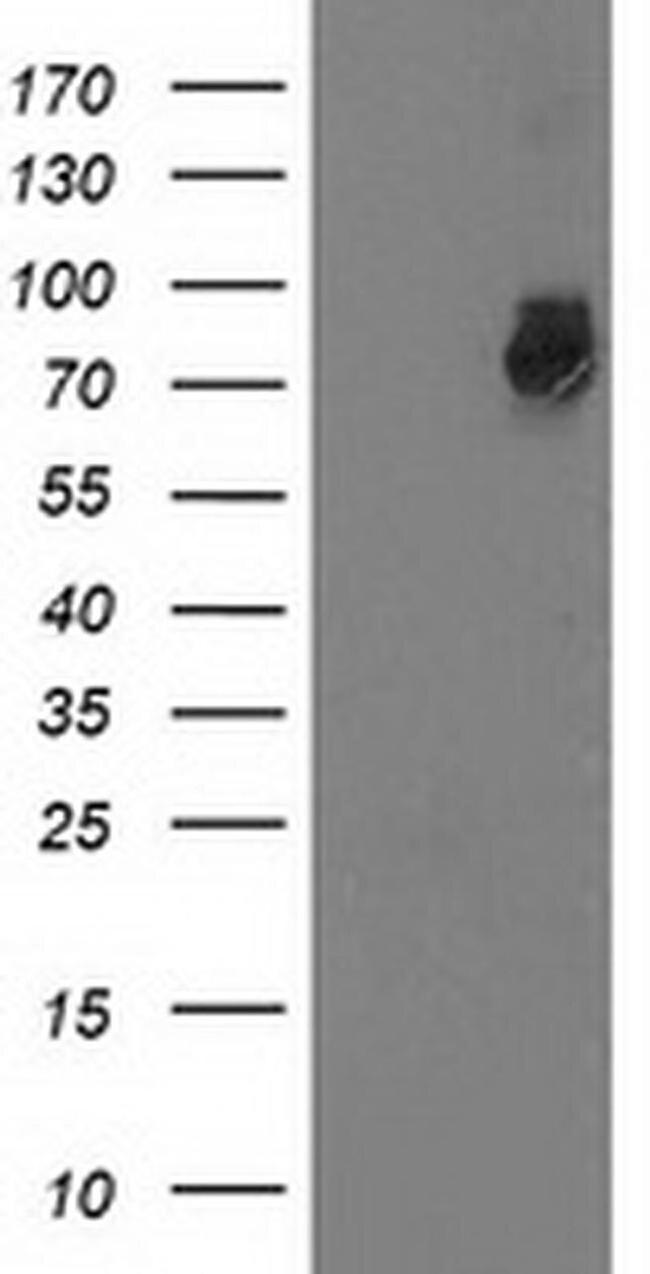 GSPT2 Antibody in Western Blot (WB)