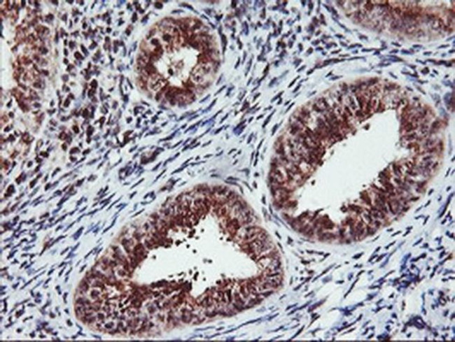 Monoacylglycerol Lipase Antibody in Immunohistochemistry (Paraffin) (IHC (P))