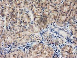 ILVBL Antibody in Immunohistochemistry (Paraffin) (IHC (P))