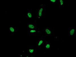 LENG1 Antibody in Immunocytochemistry (ICC/IF)