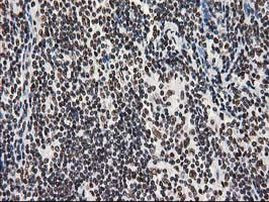 LENG1 Antibody in Immunohistochemistry (Paraffin) (IHC (P))