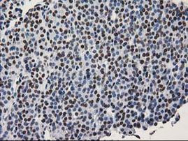 LENG1 Antibody in Immunohistochemistry (Paraffin) (IHC (P))