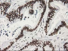 LENG1 Antibody in Immunohistochemistry (Paraffin) (IHC (P))