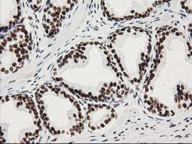 LENG1 Antibody in Immunohistochemistry (Paraffin) (IHC (P))