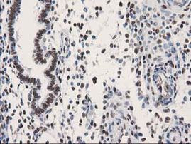 LENG1 Antibody in Immunohistochemistry (Paraffin) (IHC (P))