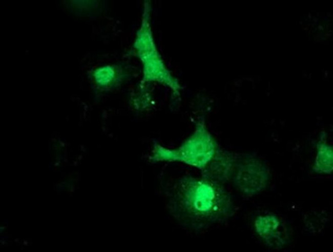 LCMT1 Antibody in Immunocytochemistry (ICC/IF)