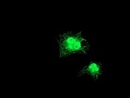 GDAP1L1 Antibody in Immunocytochemistry (ICC/IF)