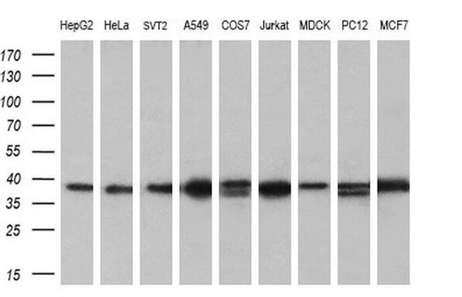 ATG3 Antibody in Western Blot (WB)