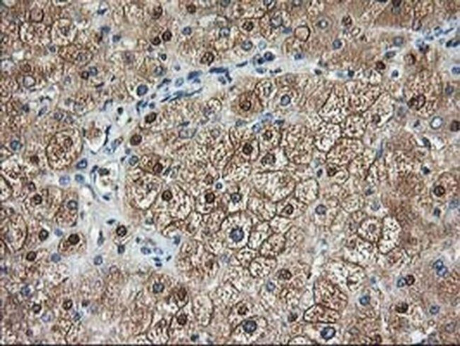 Aminoacylase Antibody in Immunohistochemistry (Paraffin) (IHC (P))