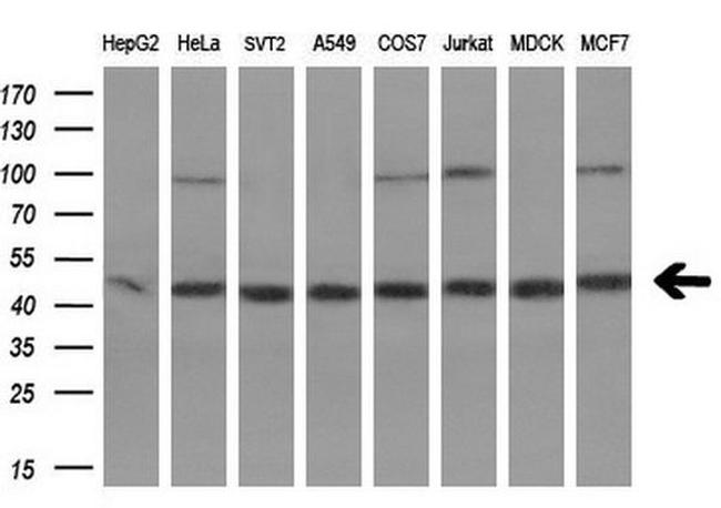 EBP1 Antibody in Western Blot (WB)