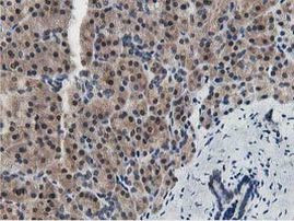 DPP3 Antibody in Immunohistochemistry (Paraffin) (IHC (P))