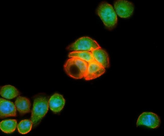 LGR5 Antibody in Immunocytochemistry (ICC/IF)