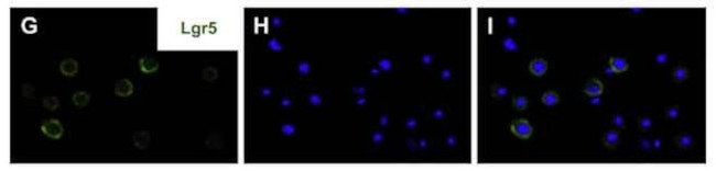 LGR5 Antibody in Immunocytochemistry (ICC/IF)