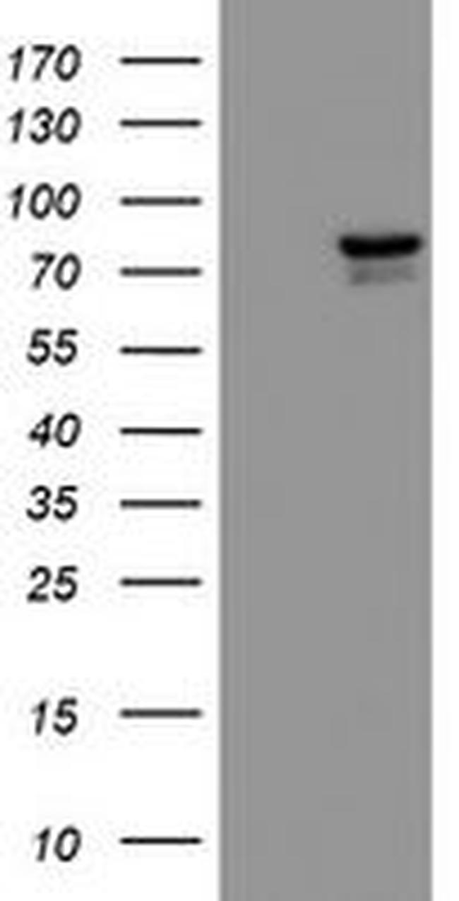 MCAK Antibody in Western Blot (WB)