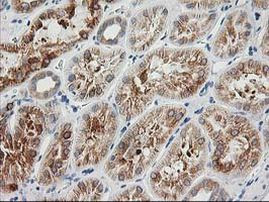 BAIAP2 Antibody in Immunohistochemistry (Paraffin) (IHC (P))