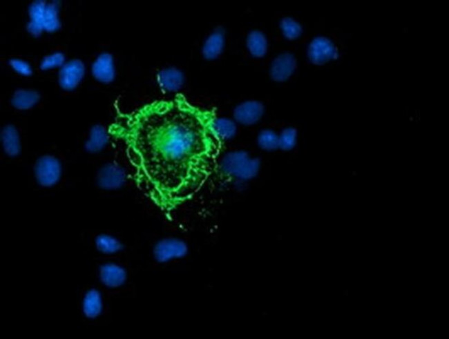 PDE1B Antibody in Immunocytochemistry (ICC/IF)