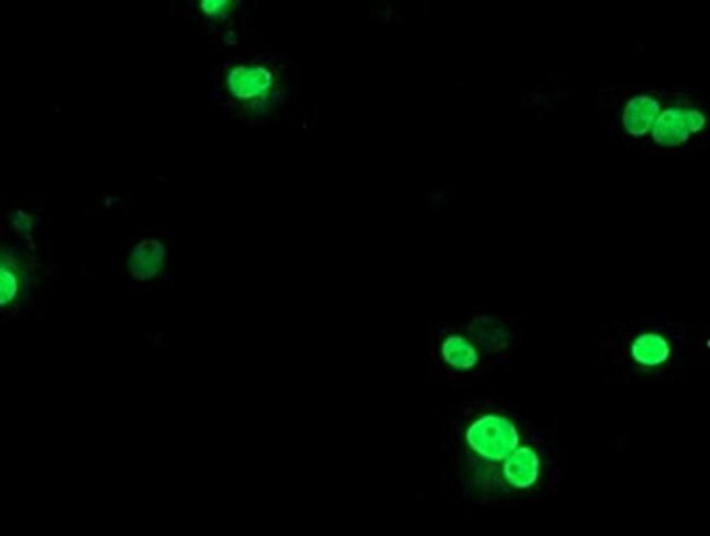 UBOX5 Antibody in Immunocytochemistry (ICC/IF)