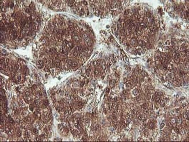 UBOX5 Antibody in Immunohistochemistry (Paraffin) (IHC (P))