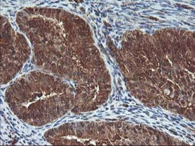 UBOX5 Antibody in Immunohistochemistry (Paraffin) (IHC (P))