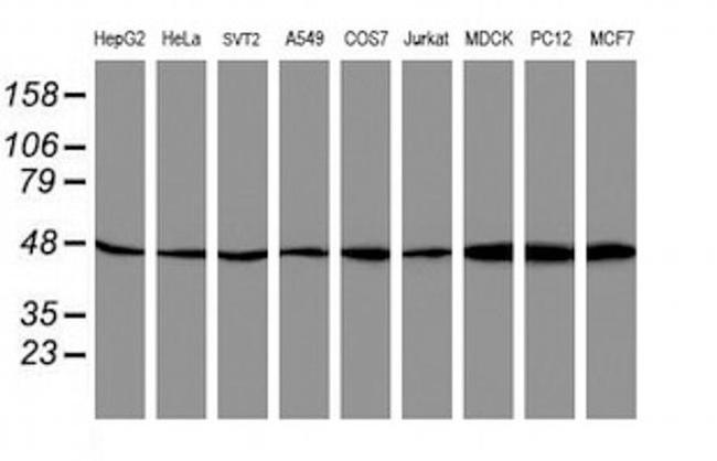 ATG3 Antibody in Western Blot (WB)